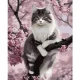 Maaleo Картина по номерам 40x50 см, Котенок