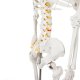Cilvēka skeleta anatomiskais modelis 170 cm, uz statīva | Anatomical model of the human skeleton