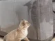Защитная пленка для мебели от когтей кошки, 2 шт., прозрачная