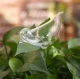Augu ziedu irigators | Plant flower irrigator