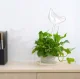 Augu ziedu irigators | Plant flower irrigator