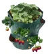 Strawberry Planting Bag, Green