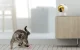 Умный лазер для собак и кошек Petoneer Smart Dot