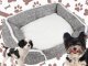 Soft and comfortable dog bed with pillow, size M