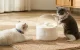 Умная поилка для домашних животных Catlink Pure
