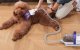 Pet Grooming Vacuum Kit Oneisall LM5 10000Pa