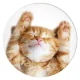 Popsockets 2 Snoozy Cat держатель и подставка для телефона