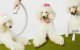 Pet Grooming Kit & Vacuum Neakasa S1 Pro 7-in-1 3L