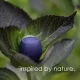 Boompods Zero portatīvais Bluetooth skaļrunis, Navy Blue