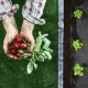 Agroplēve Plonos 1 x 50 m pret nezālēm ar 50 tapām, melna