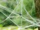 Artificial Spider Web with 4 Spiders, White, Halloween Decoration