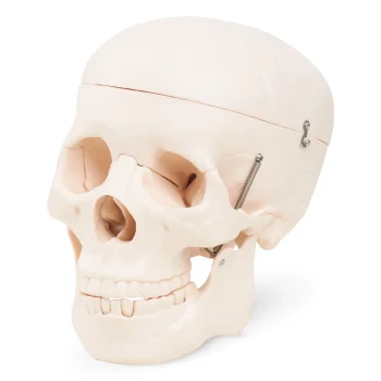 Cilvēka galvaskausa anatomiskais modelis 4FIZJO 1:1