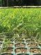 Zāliena stiprināšanas siets TR FLEX, 2 x 30 m (60 m²), zaļš