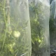 Cauruļveida aizsargplēve tomātiem MR. TOMATO, 0,6 x 10 m, dzeltena