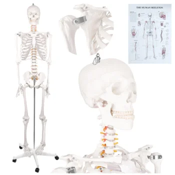 Cilvēka skeleta anatomiskais modelis Glimz, 170 cm, mērogs 1:1, ar statīvu