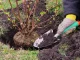 Dārza Lāpsta Stādīšanas Pārstādīšanai Augu Stepēšanai 32 cm | Garden Spade For Planting Transplanting Plants