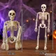 Hanging Human Skeleton Halloween Decoration 40 x 10 cm, White