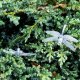 Solar Garden String Lights Dragonflies, 6.5m, 30 LED, Warm White