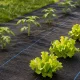 Multigarden Melns Pretzāļu Agroaudums 135g/m² (0.8x100m) ar Tapām