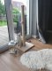 Kошачий скребок, 100 см - Бежевый/Серый | Cat Sisal Scratching Post