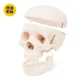 Cilvēka galvaskausa anatomiskais modelis 4FIZJO 1:1