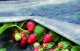 Agroplēve ORTOCLIMA 17 g/m², 1.60 x 5 m, balta