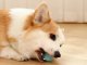 Interactive Cat Toy Ball, USB Rechargeable Automatic Rolling Pet Toy with LED