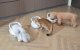 Petoneer NutriCare Smart RFID Pet Feeder with Cooling Bowl PF009