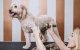 Pet Grooming Clipper Set Oneisall X2 + N5 Low Noise