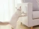 Защитная пленка для мебели от когтей кошки, 2 шт., прозрачная