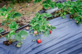 Mulčēšanas plēve zemenēm ar caurumiem 1.2 × 10 m, melna