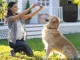 Сумка для лакомств для дрессировки собак, черная