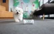 Interaktīvā rotaļlieta suņiem Cheerble Wickedbone | Interactive Dog Toy