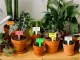 Etiķetes sēklām un stādiem 50 gab., Dažādas krāsas | Labels for seeds and plants