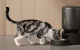 Умная кормушка для животных Petlibro Granary WiFi 5L Черная