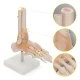 4FIZJO potītes locītavas anatomiskais modelis ar saitēm 1:1