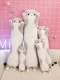 Плюшевая мягкая игрушка, подушка обнимашка, Кот Батон, 110см | Plush...