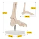 4Fizjo potītes locītavas un pēdas anatomiskais modelis 1:1, balts