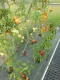 Agrotekstils PP 100 g/m2 1.05x25 m (26.25 m2), melns