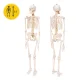 Cilvēka skeleta anatomiskais modelis 4FIZJO 180 cm ar statīvu