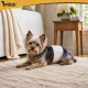 Purlov Disposable Dog Diapers S-M (30-46 cm) 12 Pack