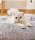 Soft Pet Bed for Dogs and Cats 55 cm, Light Grey