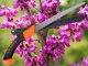 Garden Saw for Cutting Branches, Hand Saw for Wood