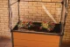 Mini siltumnīca Keter Maple 99 x 58 x 185 cm, brūna