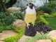 Garden Animal Bird Scarecrow Repeller Deterrent, Falcon, 40 cm