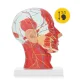 4FIZJO cilvēka galvas šķērsgriezuma anatomiskais modelis 1:1