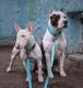 Waudog Gaismas ūdensnecaurlaidīga suņu apkakle ar QR kodu izmērs S, Zils | Dog collar