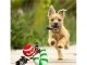 Festive Dog Toy Set, 3 pcs