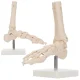 4Fizjo potītes locītavas un pēdas anatomiskais modelis 1:1, balts