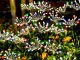 Solar Garden Lights Outdoor Waterproof LED, Firework Dandelion Stake Lights, 2 Pack